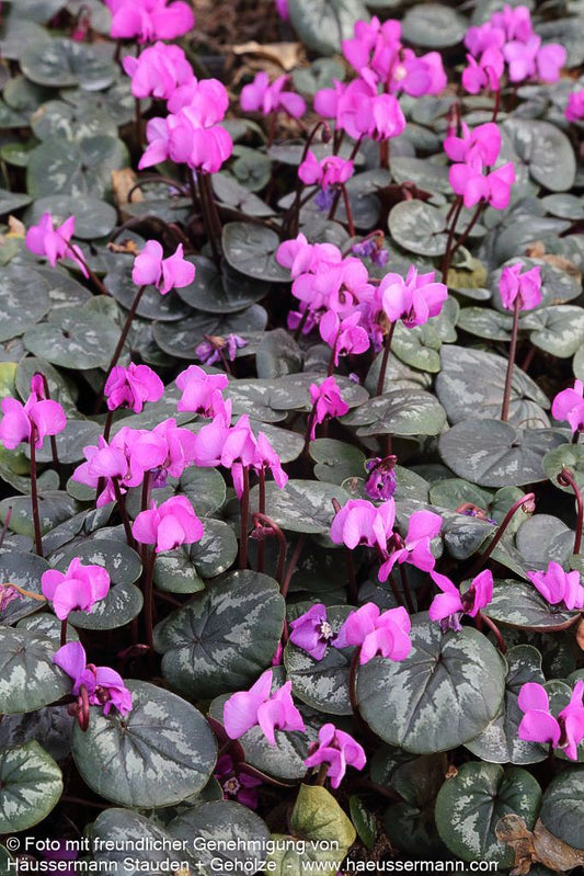 Frühlings-Alpenveilchen 'Experimental Dark Rose' (Cyclamen coum)