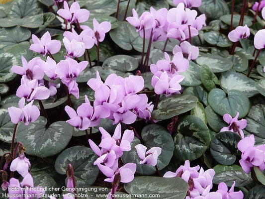 Frühlings-Alpenveilchen 'Experimental Pink' (Cyclamen coum)