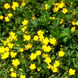 Frühlings-Fingerkraut (Potentilla neumanniana)