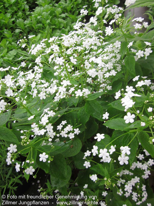 Frühlings-Gedenkemein 'Alba' (Omphalodes verna)