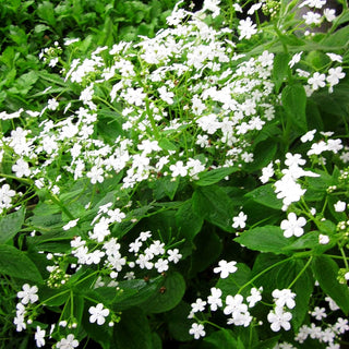 Frühlings-Gedenkemein 'Alba' (Omphalodes verna)