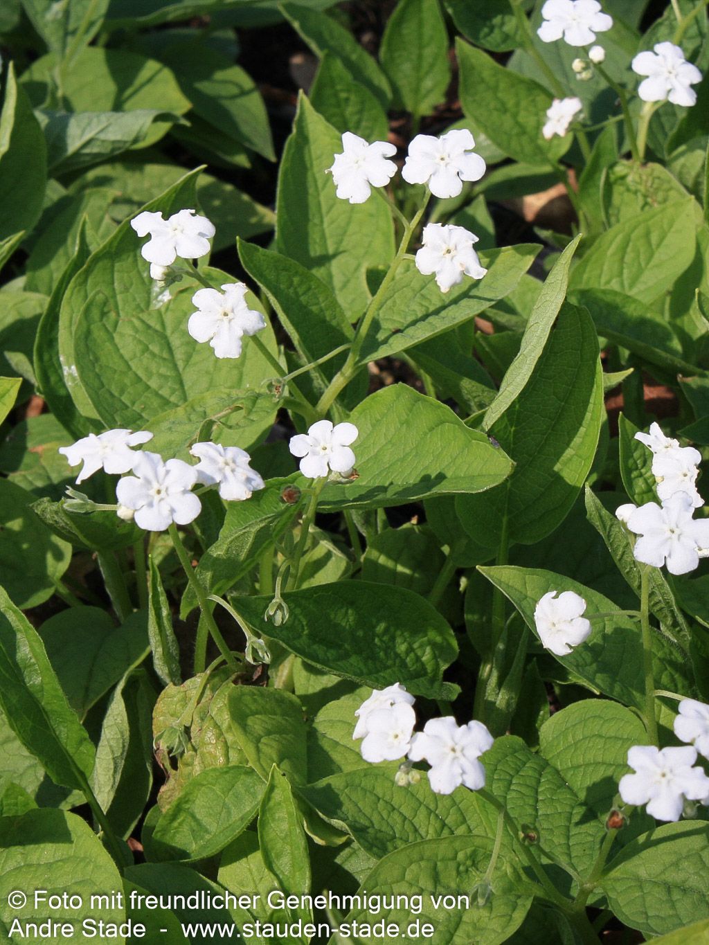 Frühlings-Gedenkemein 'Alba' (Omphalodes verna)