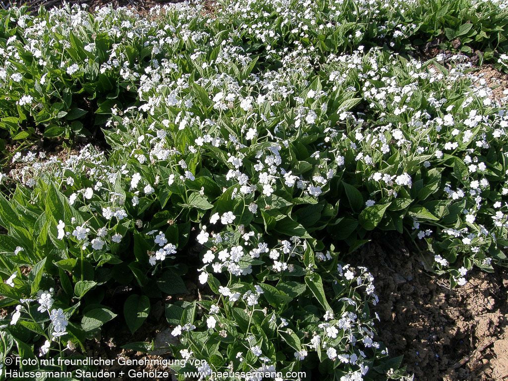 Frühlings-Gedenkemein 'Alba' (Omphalodes verna)