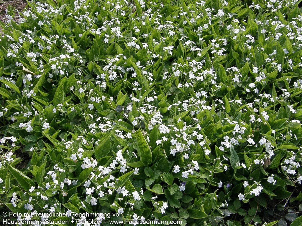 Frühlings-Gedenkemein 'Alba' (Omphalodes verna)
