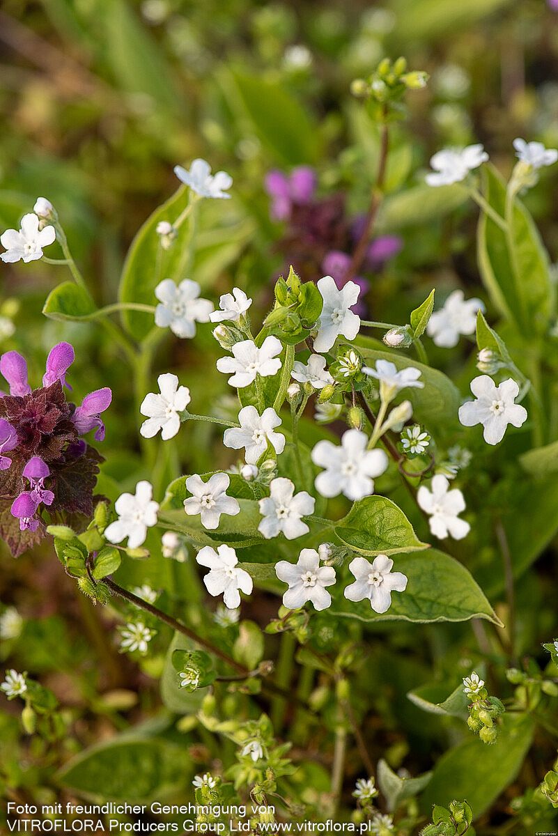 Frühlings-Gedenkemein 'Alba' (Omphalodes verna)