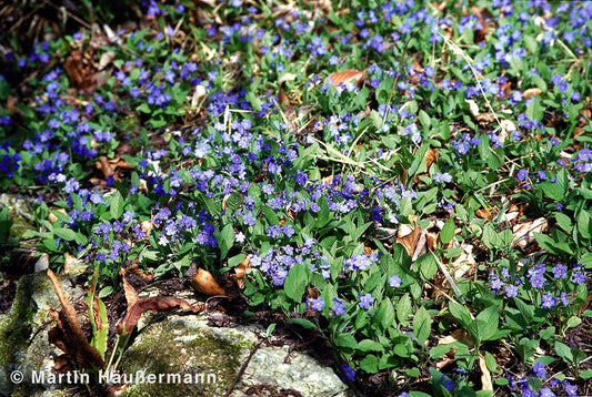 Frühlings-Gedenkemein (Omphalodes verna)