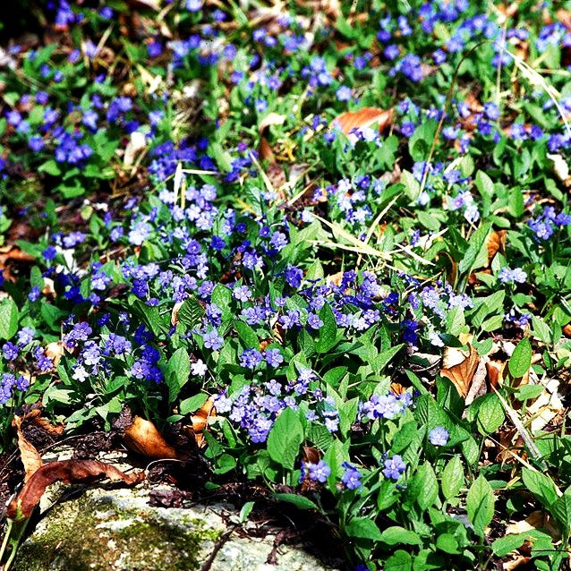 Frühlings-Gedenkemein (Omphalodes verna)