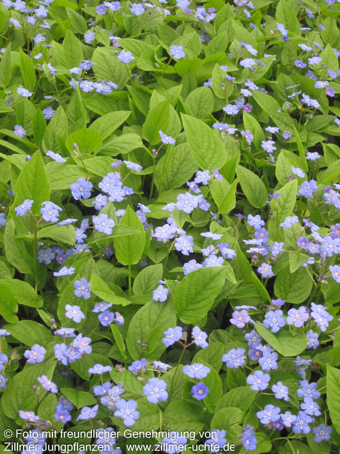 Frühlings-Gedenkemein (Omphalodes verna)