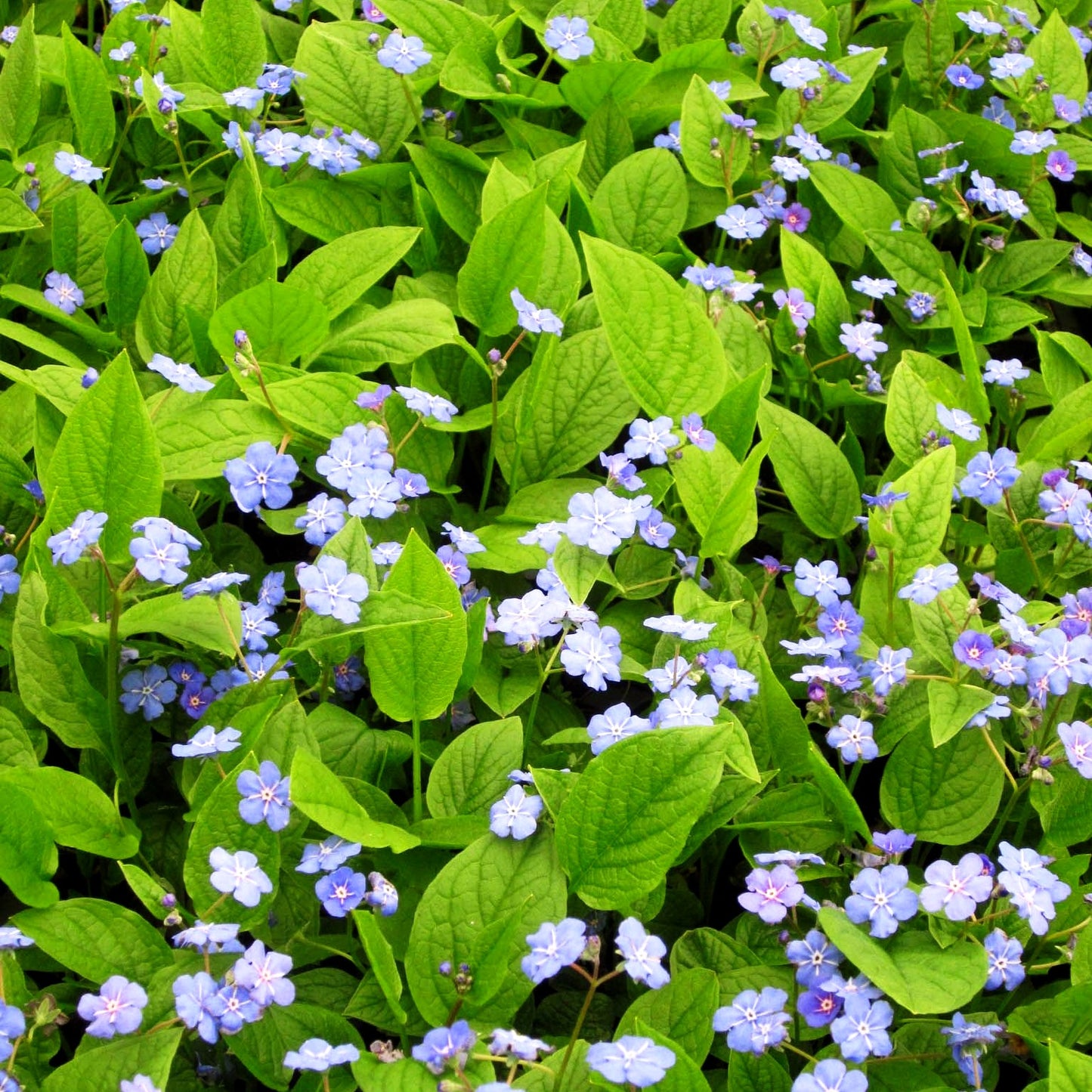 Frühlings-Gedenkemein (Omphalodes verna)