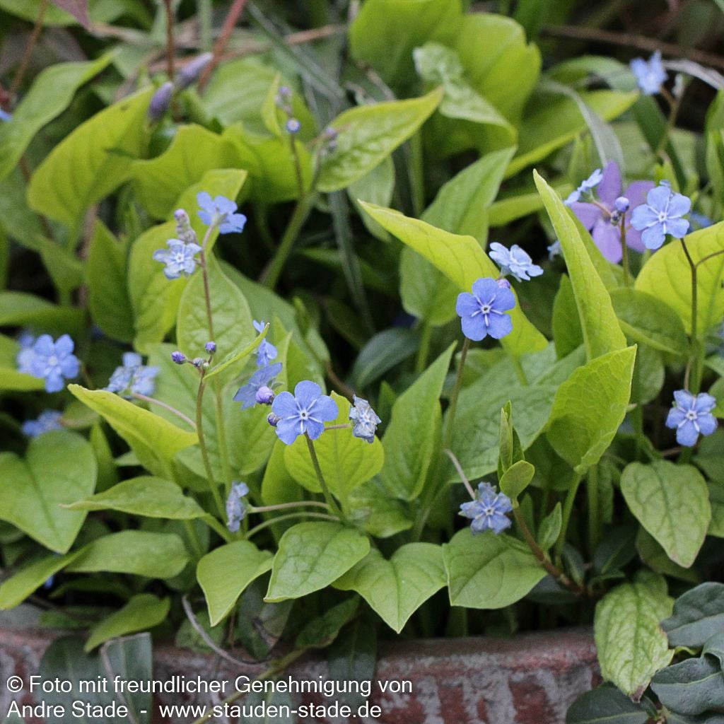 Frühlings-Gedenkemein (Omphalodes verna)