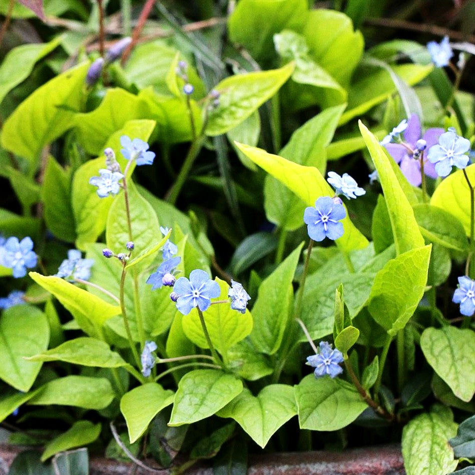 Frühlings-Gedenkemein (Omphalodes verna)