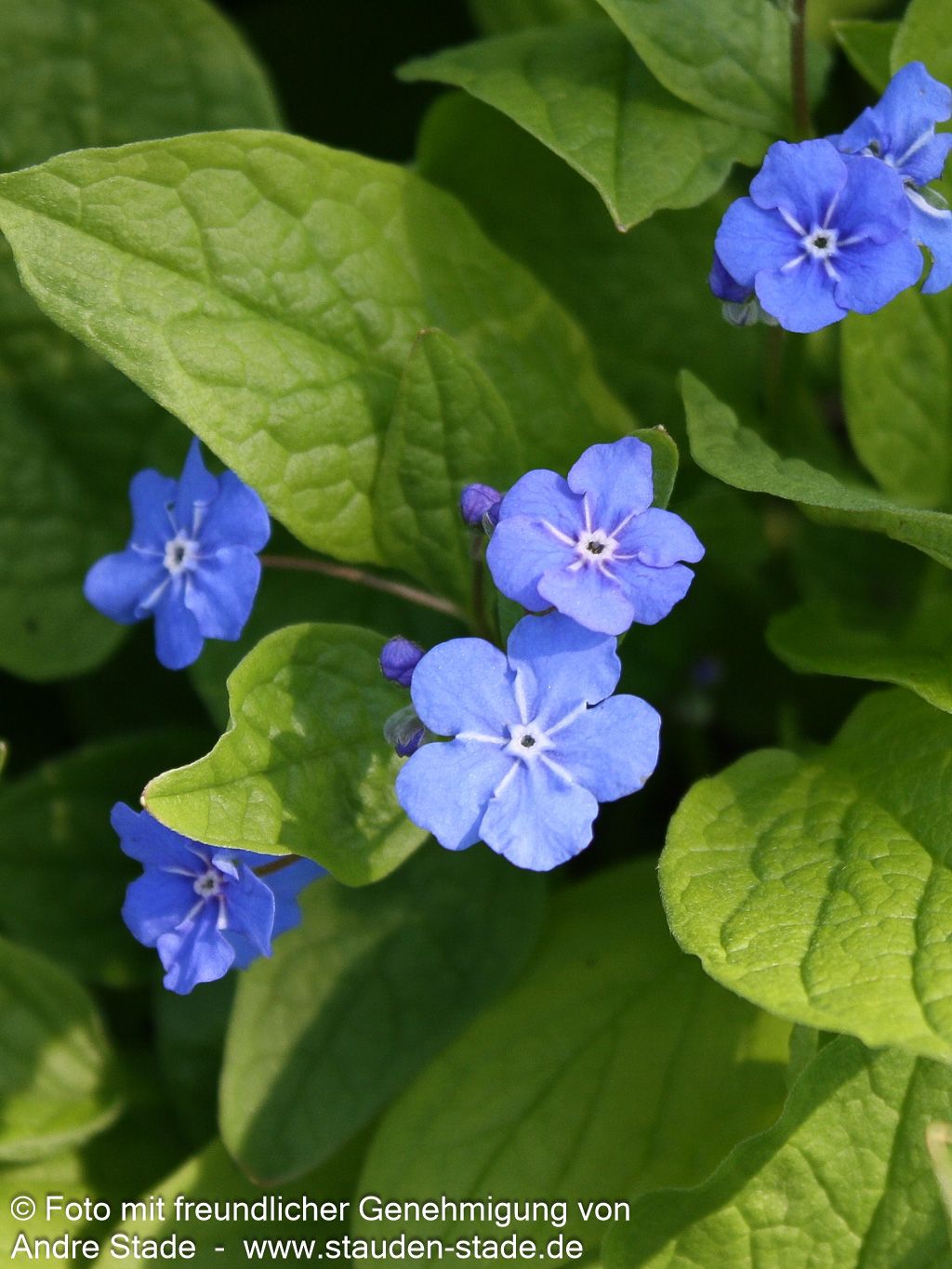 Frühlings-Gedenkemein (Omphalodes verna)
