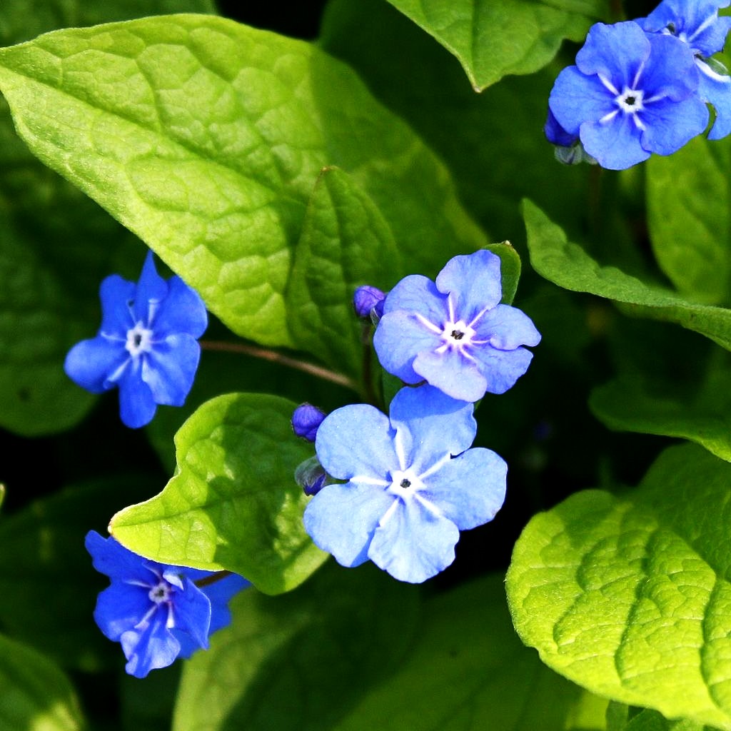 Frühlings-Gedenkemein (Omphalodes verna)