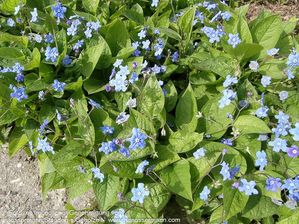 Frühlings-Gedenkemein (Omphalodes verna)