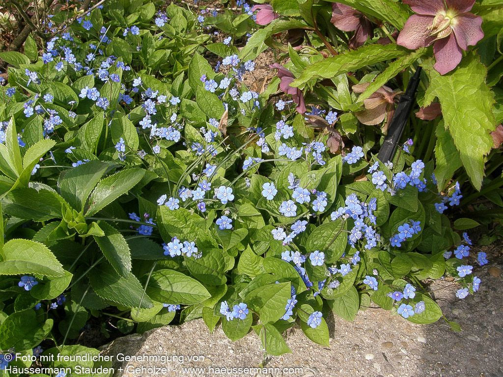 Frühlings-Gedenkemein (Omphalodes verna)