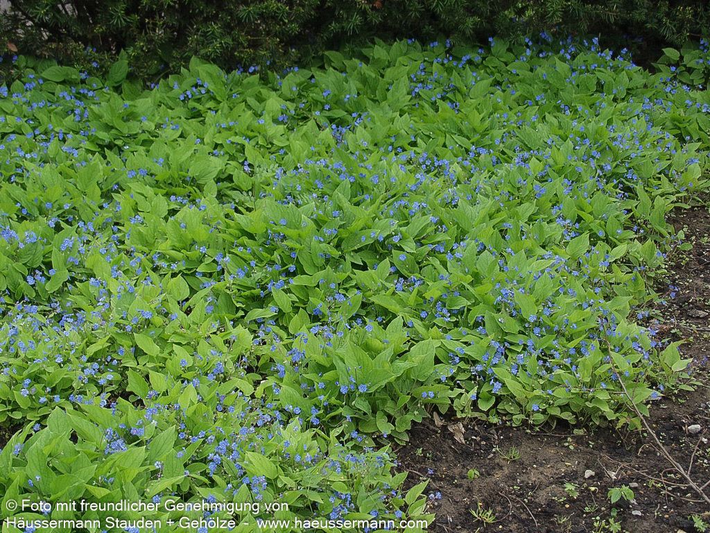 Frühlings-Gedenkemein (Omphalodes verna)