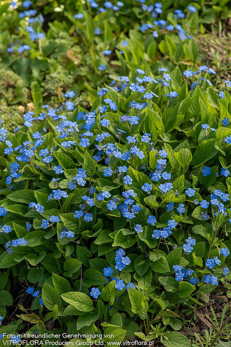 Frühlings-Gedenkemein (Omphalodes verna)