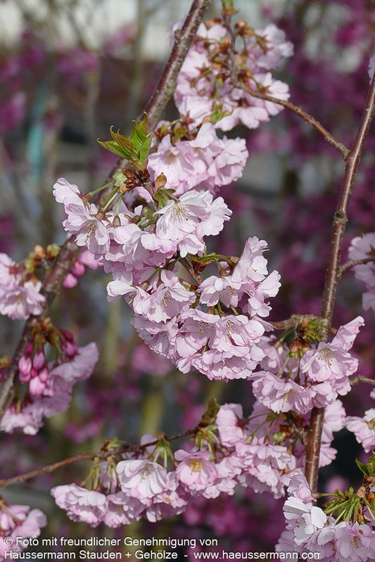 Frühlings-Kirsche 'Accolade' (Prunus Subhirtella-Grp.)