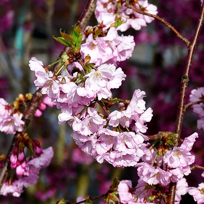 Frühlings-Kirsche 'Accolade' (Prunus Subhirtella-Grp.)