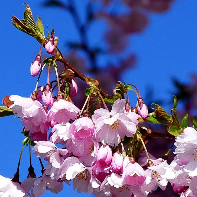 Frühlings-Kirsche 'Accolade' (Prunus Subhirtella-Grp.)