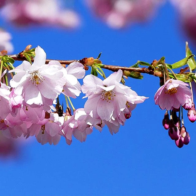 Frühlings-Kirsche 'Accolade' (Prunus Subhirtella-Grp.)