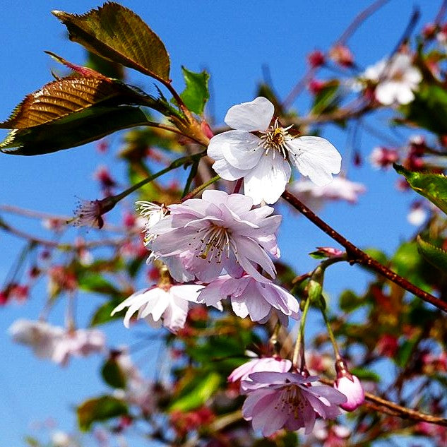 Frühlings-Kirsche 'Accolade' (Prunus Subhirtella-Grp.)