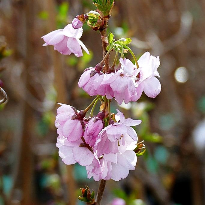 Frühlings-Kirsche 'Accolade' (Prunus Subhirtella-Grp.)
