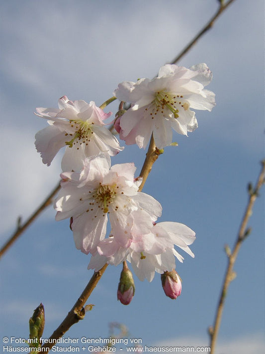 Frühlings-Kirsche 'Autumnalis' (Prunus subhirtella)