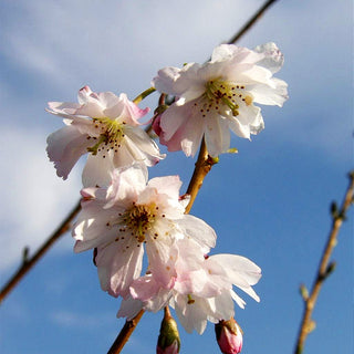 Frühlings-Kirsche 'Autumnalis' (Prunus subhirtella)