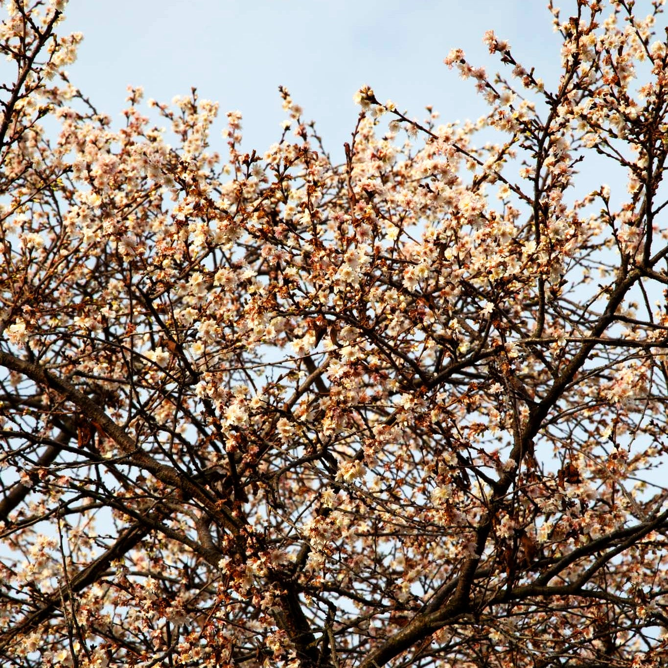 Frühlings-Kirsche 'Autumnalis' (Prunus subhirtella)