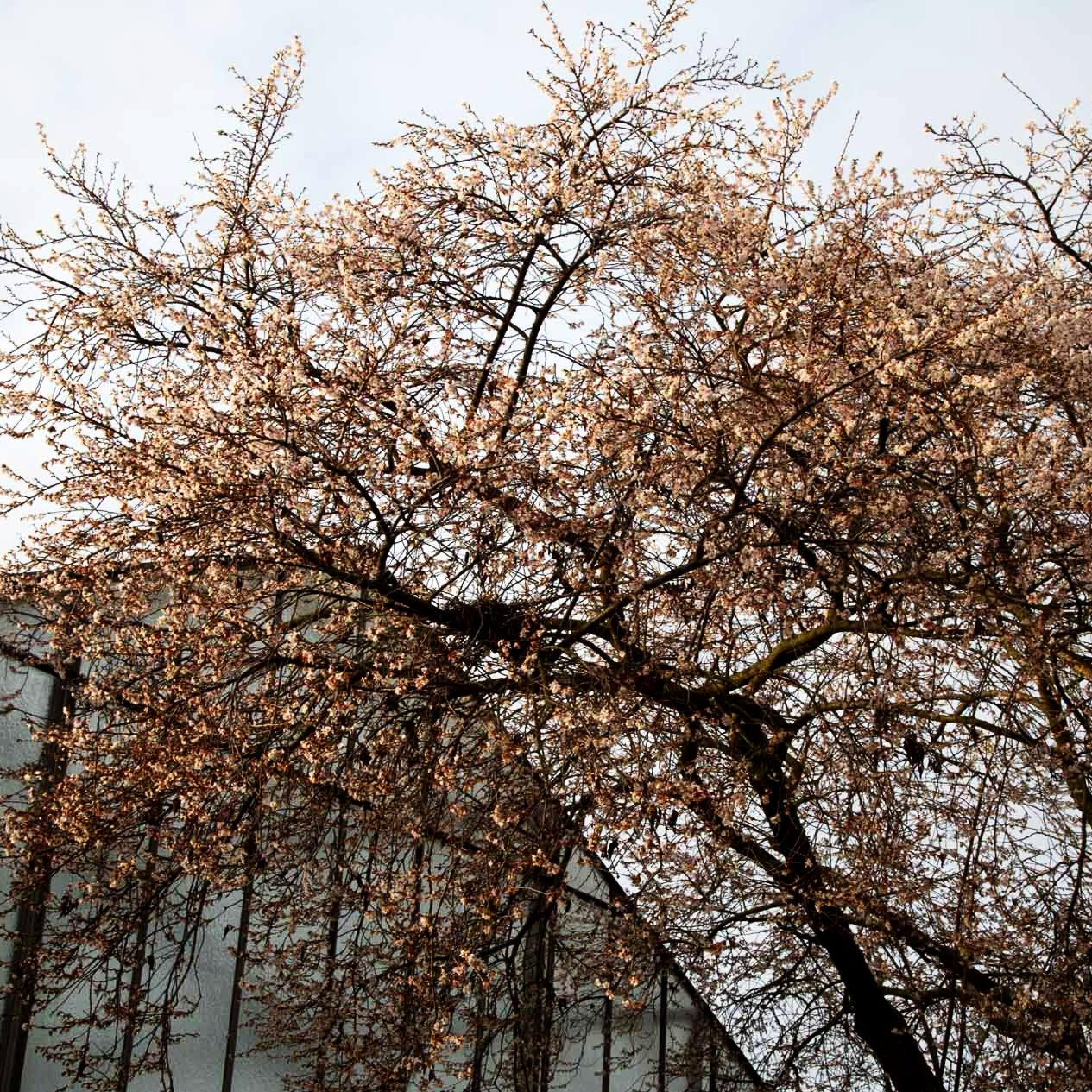 Frühlings-Kirsche 'Autumnalis' (Prunus subhirtella)