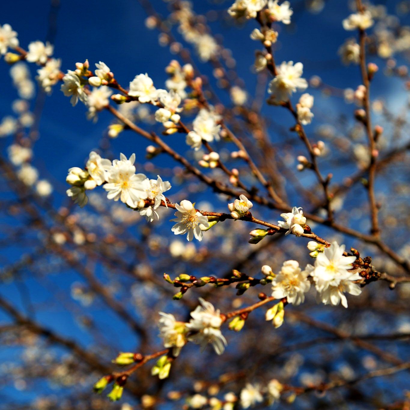 Frühlings-Kirsche 'Autumnalis' (Prunus subhirtella)