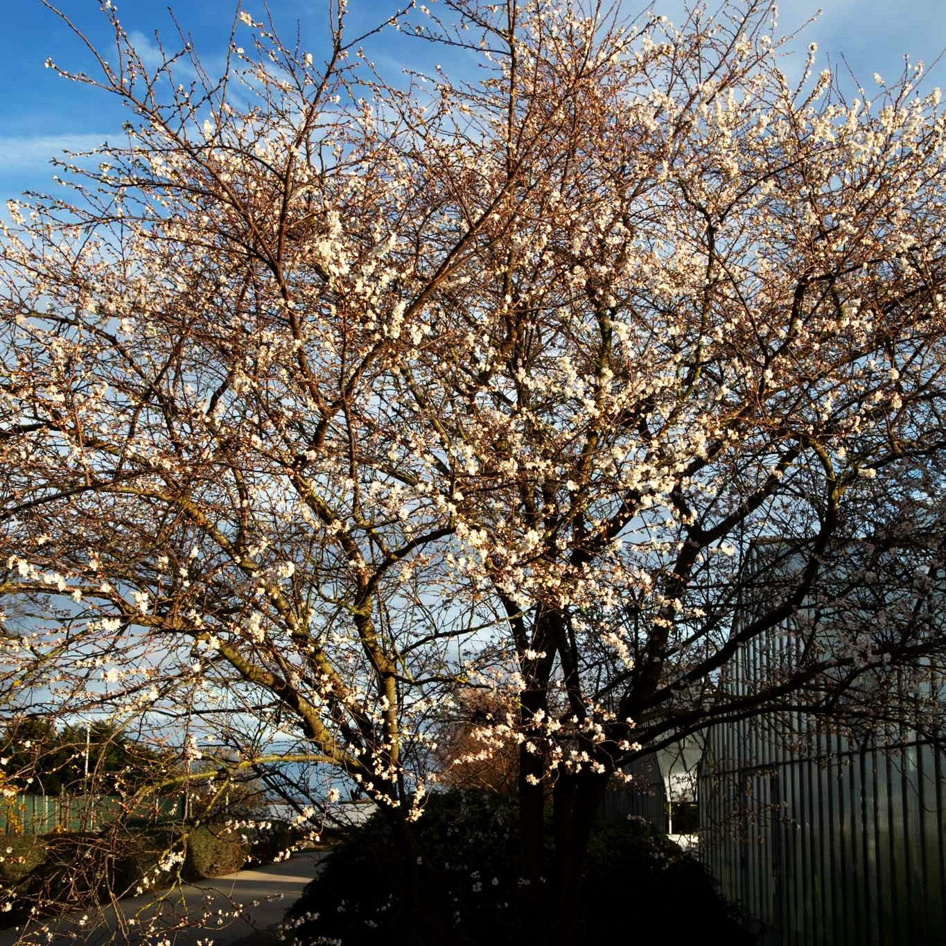Frühlings-Kirsche 'Autumnalis' (Prunus subhirtella)