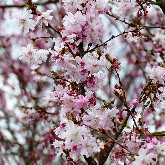 Frühlings-Kirsche 'Autumnalis Rosea' (Prunus subhirtella)