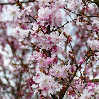 Frühlings-Kirsche 'Autumnalis Rosea' (Prunus subhirtella)
