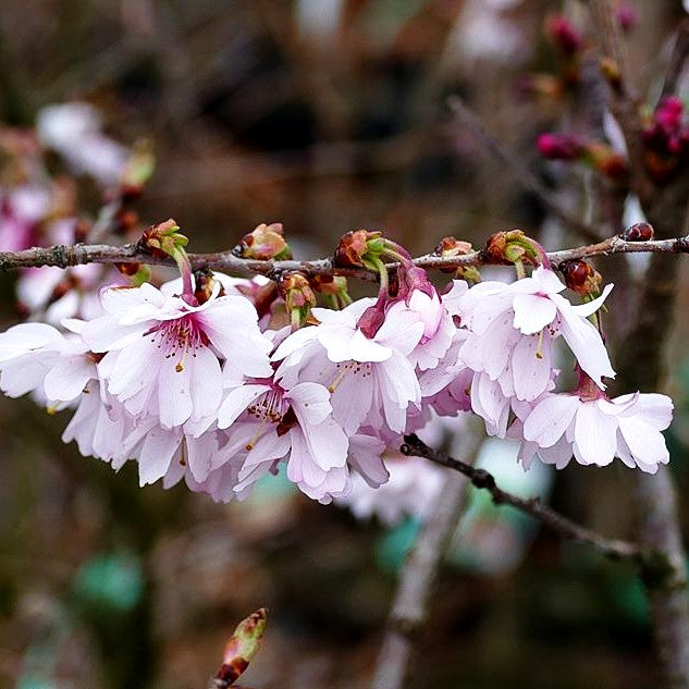 Frühlings-Kirsche 'Autumnalis Rosea' (Prunus subhirtella)