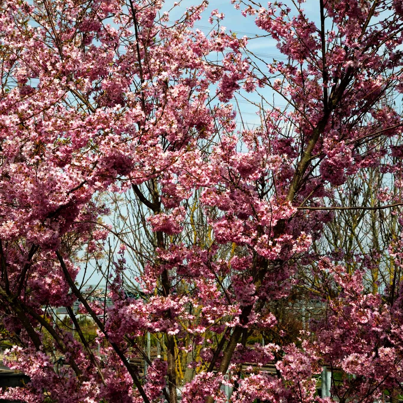 Frühlings-Kirsche 'Autumnalis Rosea' (Prunus subhirtella)