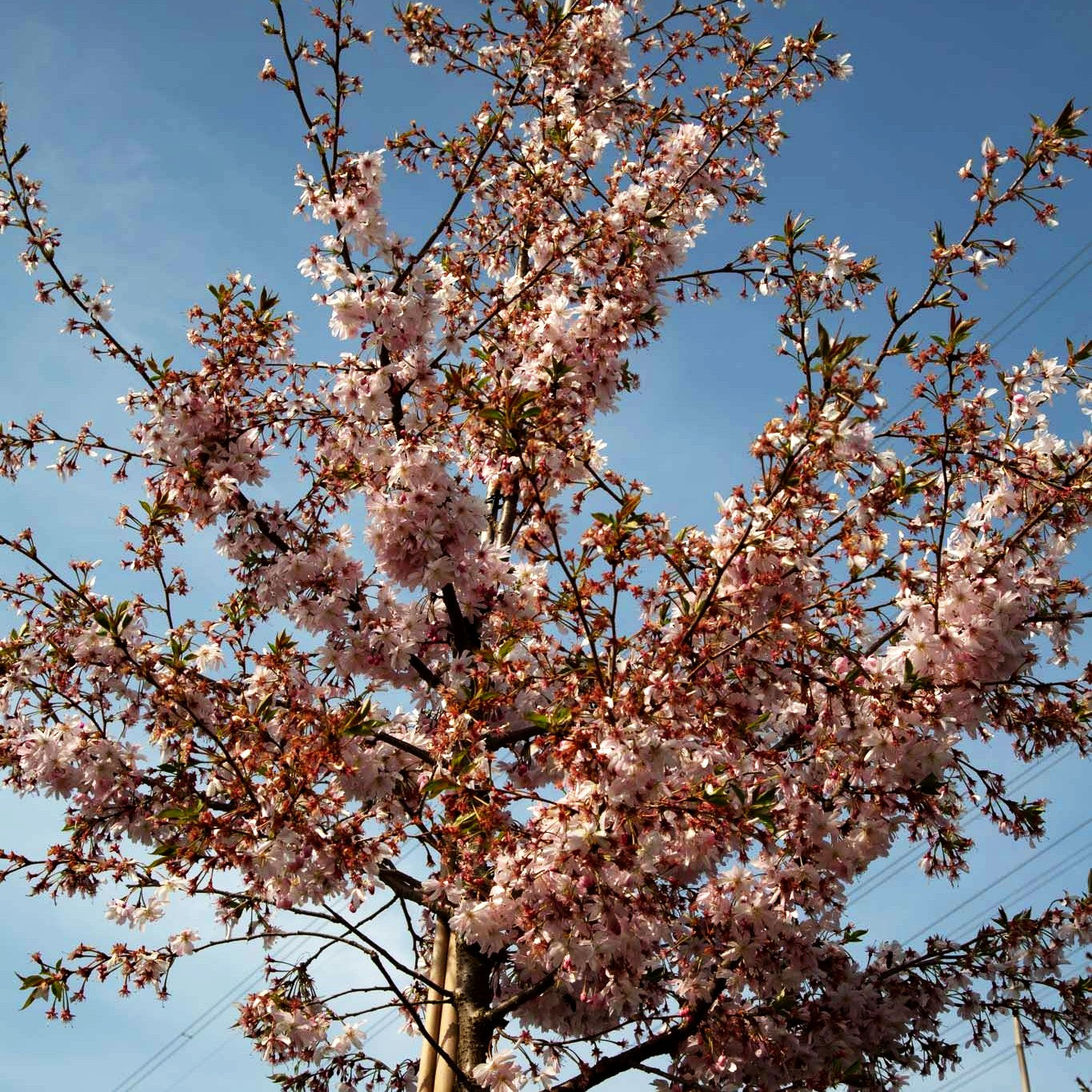 Frühlings-Kirsche 'Autumnalis Rosea' (Prunus subhirtella)