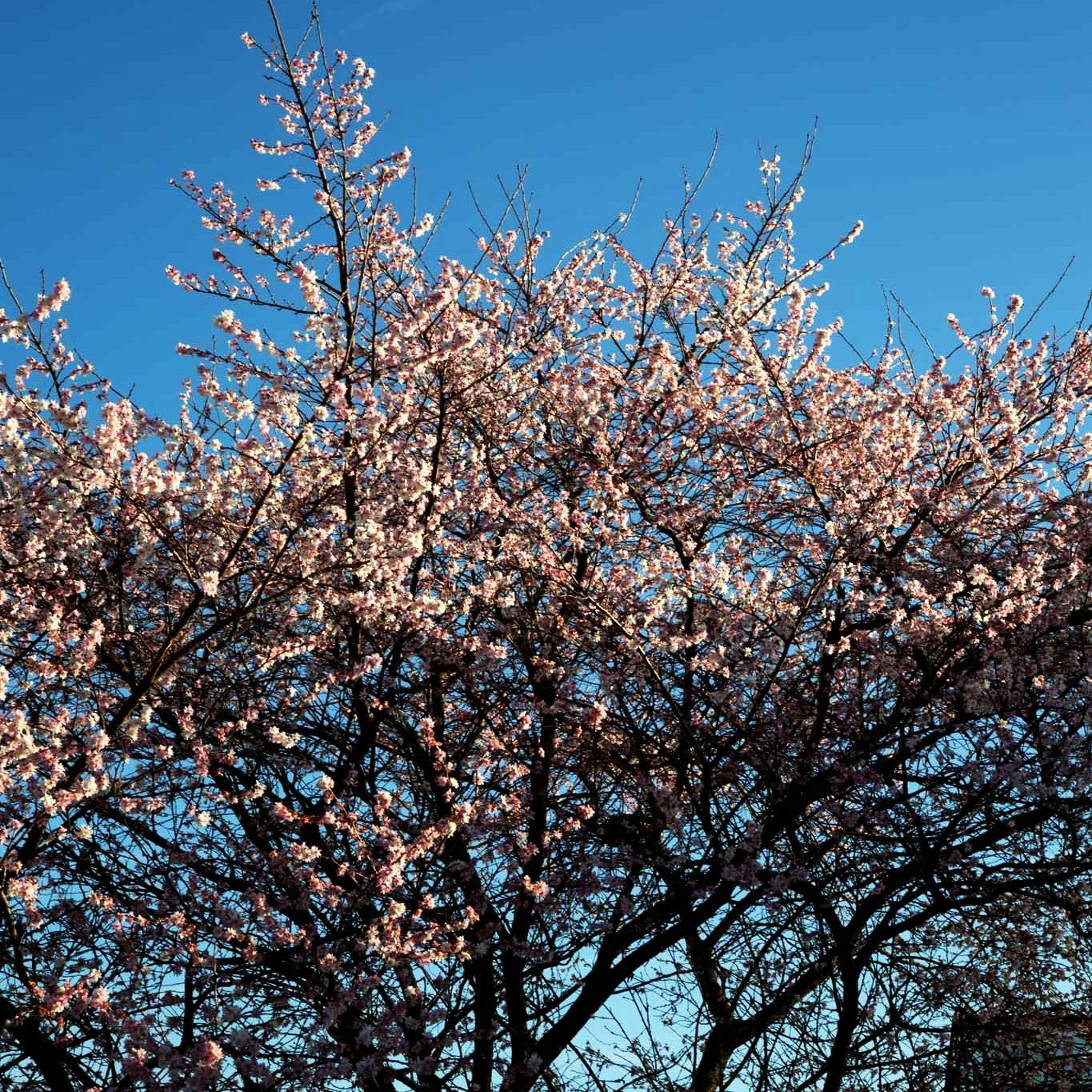 Frühlings-Kirsche 'Autumnalis Rosea' (Prunus subhirtella)