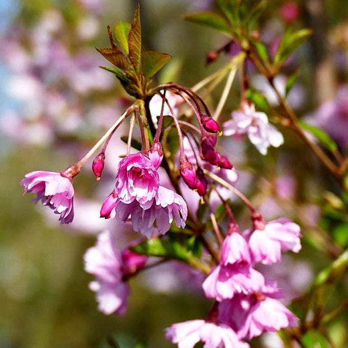 Frühlings-Kirsche 'Fukubana' (Prunus subhirtella)