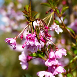 Frühlings-Kirsche 'Fukubana' (Prunus subhirtella)