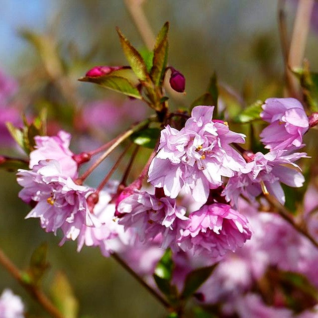 Frühlings-Kirsche 'Fukubana' (Prunus subhirtella)