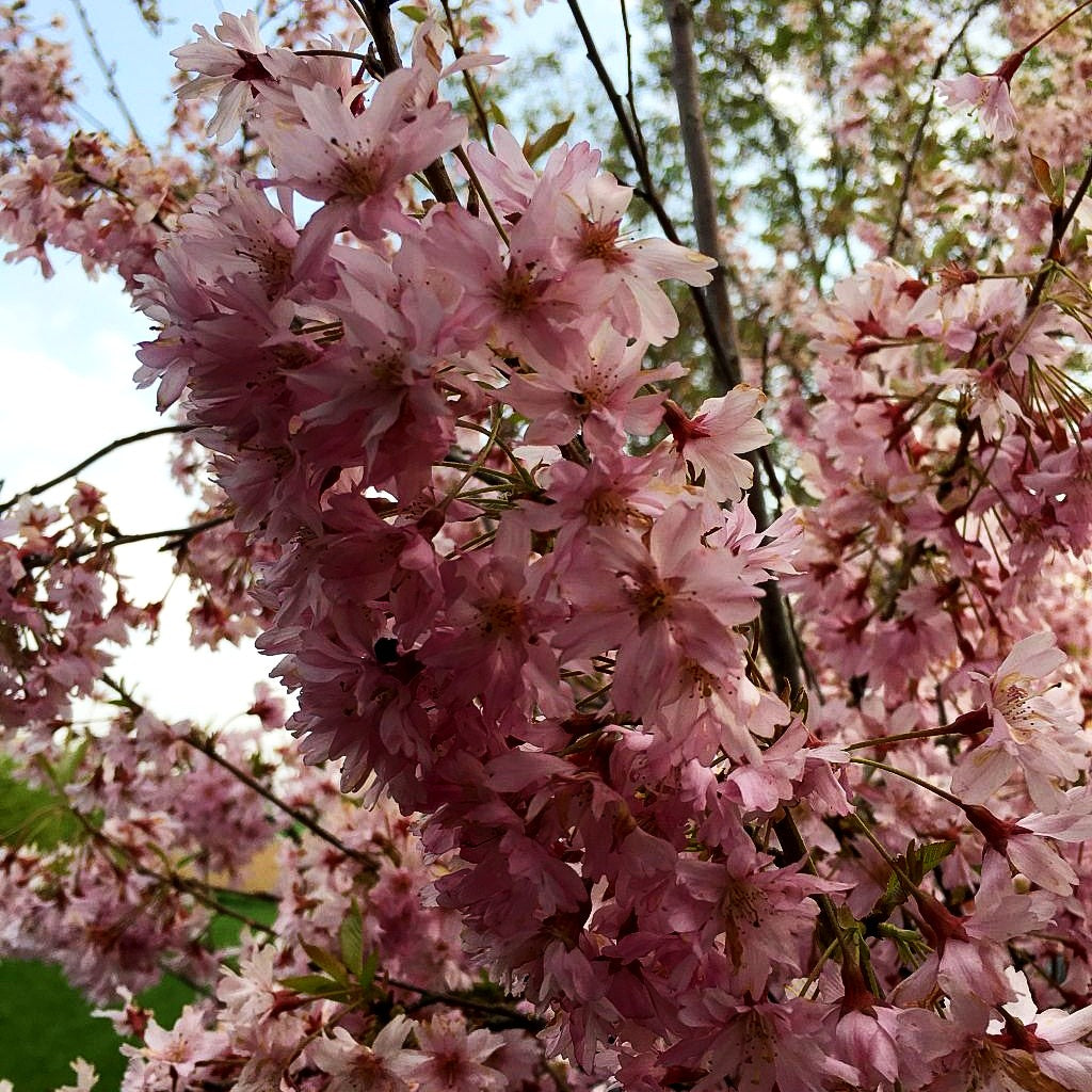 Frühlings-Kirsche 'Fukubana' (Prunus subhirtella)
