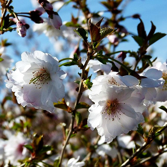 Frühlings-Kirsche 'Hally Jolivette' (Prunus Subhirtella-Grp.)
