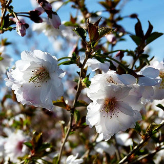 Frühlings-Kirsche 'Hally Jolivette' (Prunus Subhirtella-Grp.)