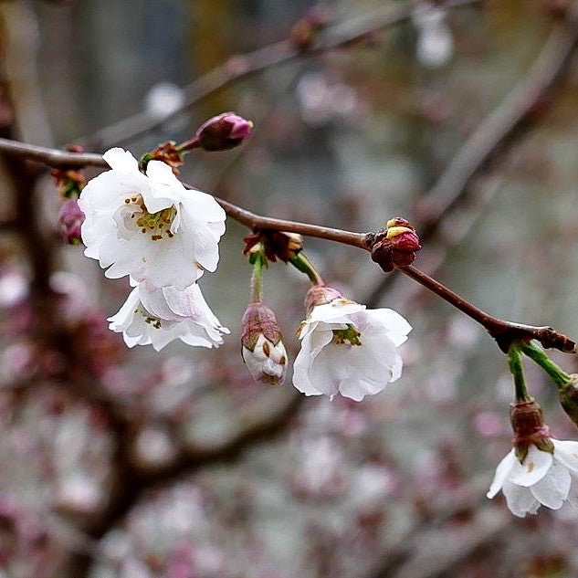 Frühlings-Kirsche 'Hally Jolivette' (Prunus Subhirtella-Grp.)
