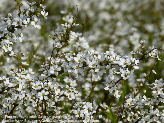 Frühlings-Spiere (Spiraea thunbergii)