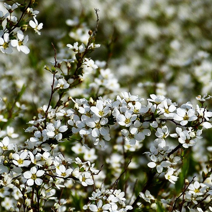 Frühlings-Spiere (Spiraea thunbergii)