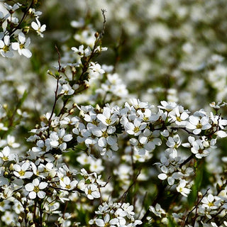 Frühlings-Spiere (Spiraea thunbergii)