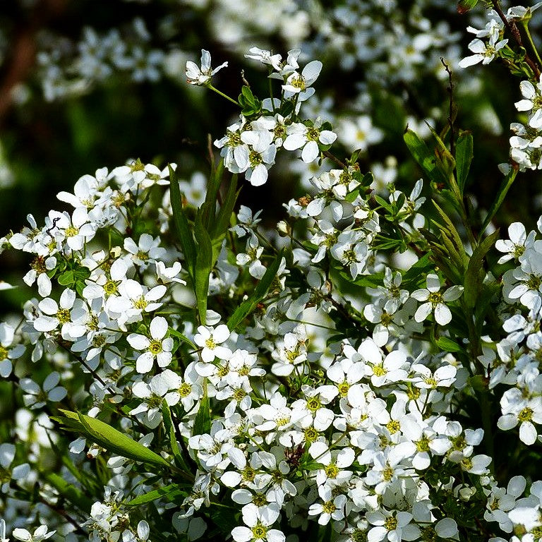 Frühlings-Spiere (Spiraea thunbergii)